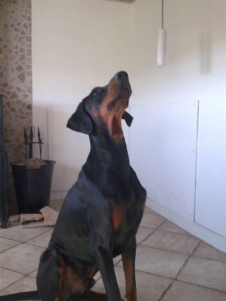 Dobermann Baskerne´s Amok billede 1
