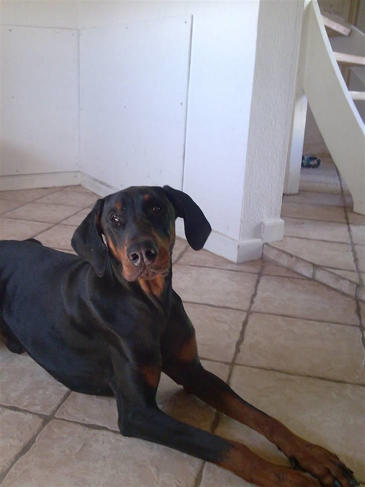 Dobermann Baskerne´s Amok billede 2