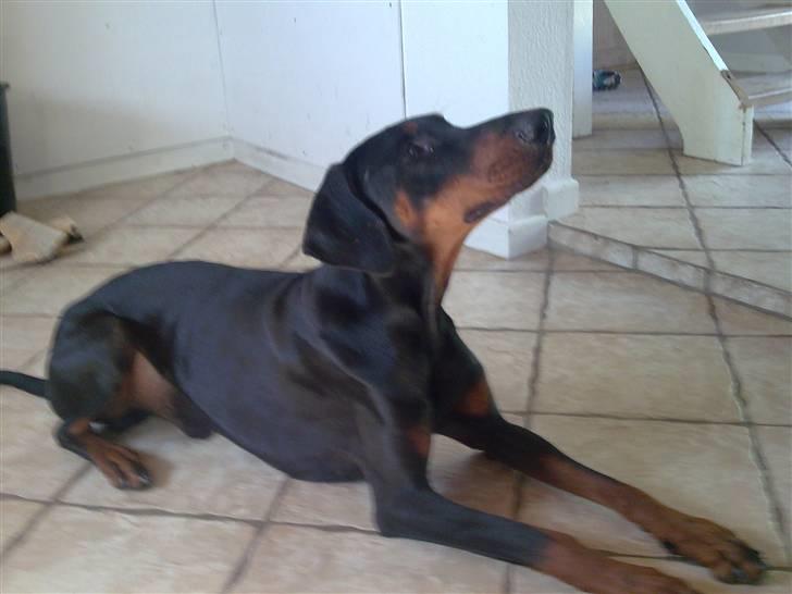 Dobermann Baskerne´s Amok billede 3
