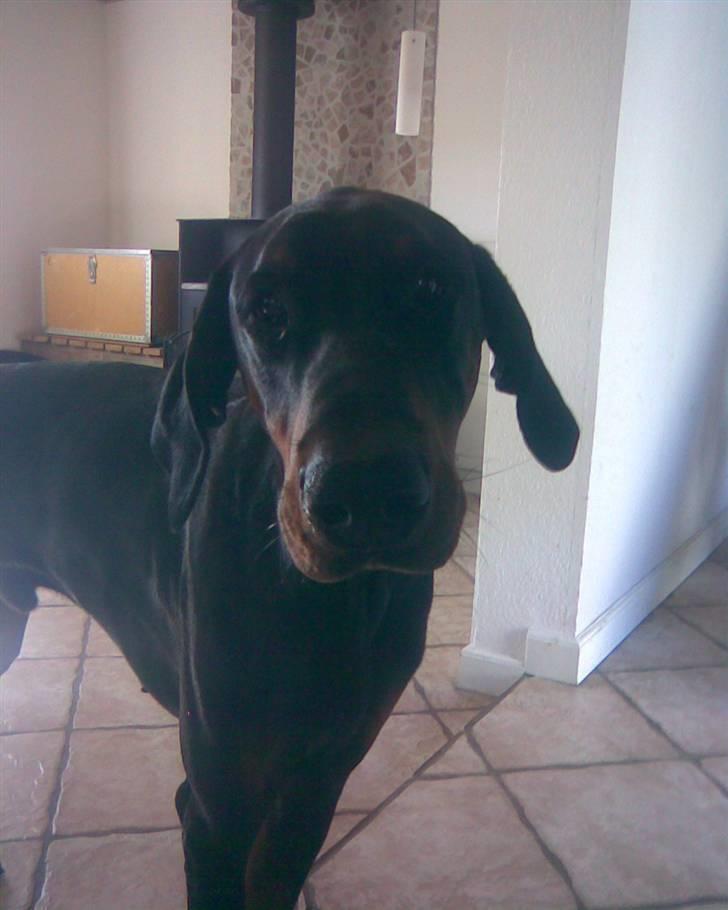 Dobermann Baskerne´s Amok billede 4