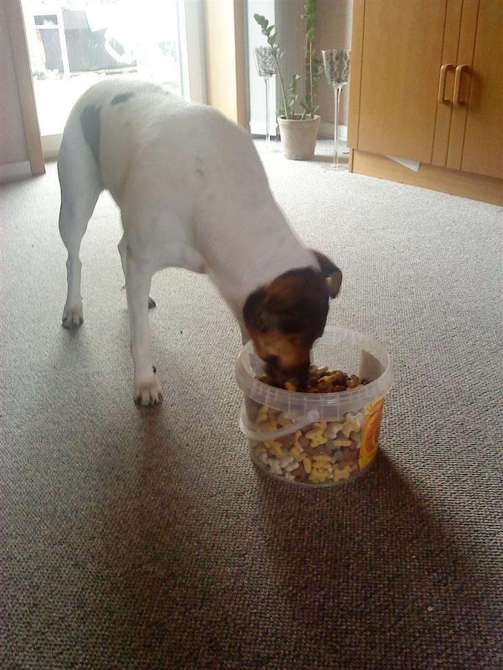 Dansk svensk gaardhund Hanni   R.I.P ... billede 1