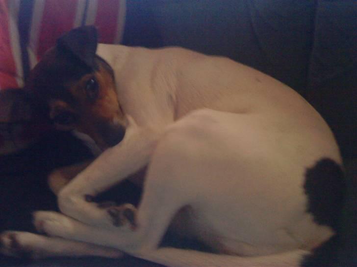 Dansk svensk gaardhund Hanni   R.I.P ... billede 2