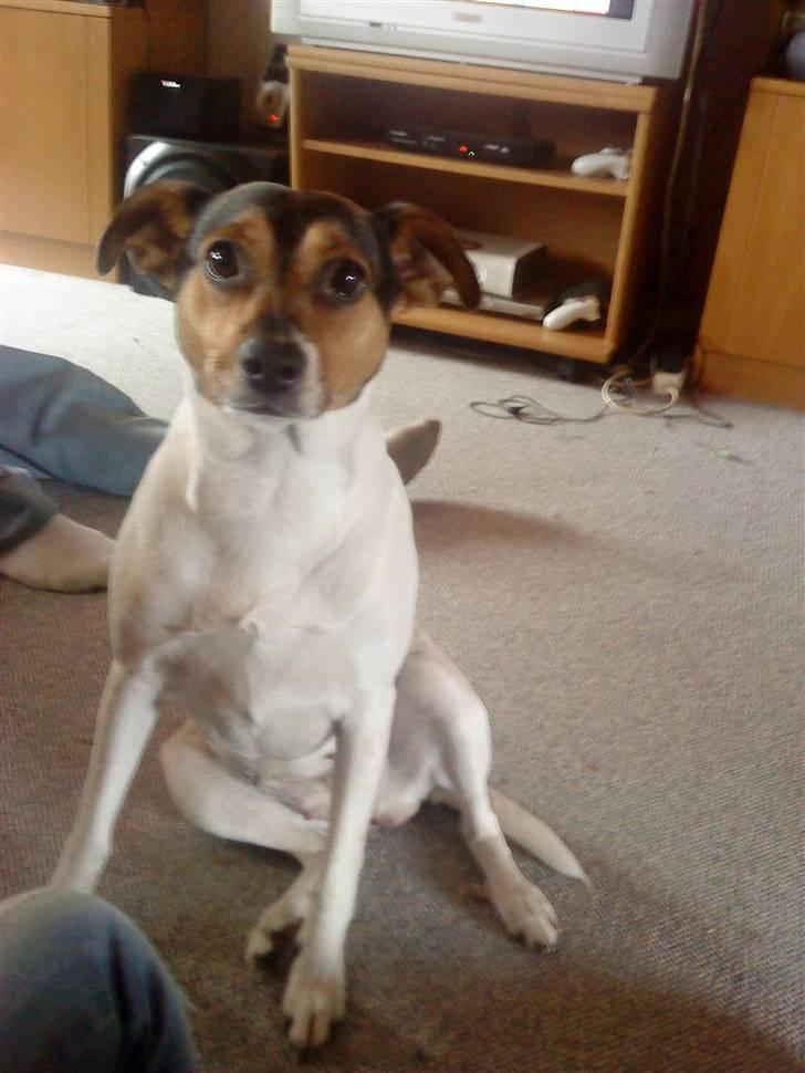 Dansk svensk gaardhund Hanni   R.I.P ... billede 3