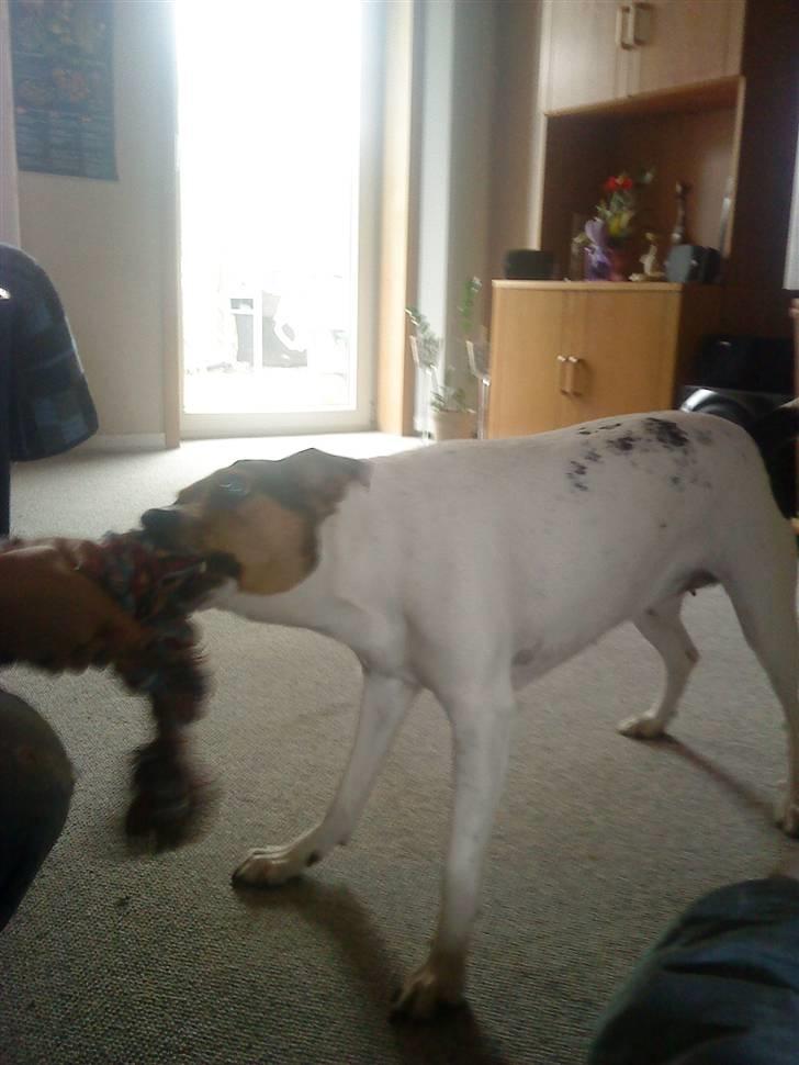 Dansk svensk gaardhund Hanni   R.I.P ... billede 4