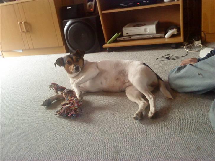 Dansk svensk gaardhund Hanni   R.I.P ... billede 5