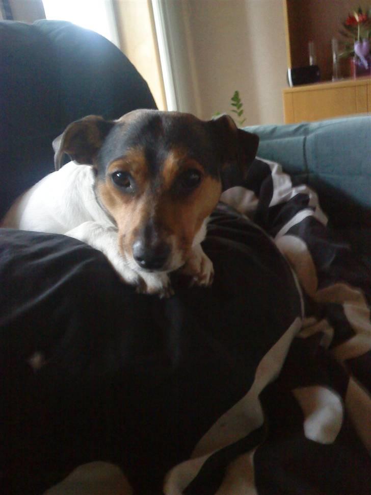 Dansk svensk gaardhund Hanni   R.I.P ... billede 6