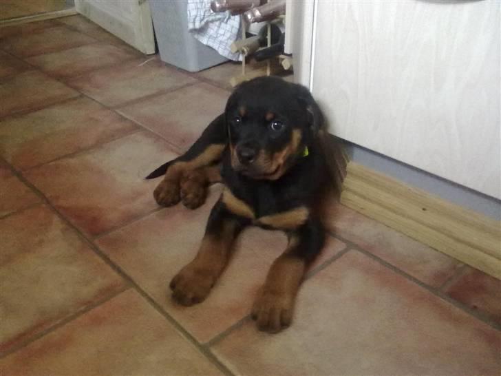 Rottweiler bamse - velkommen til bamses profil. håber I vil give en kommentar billede 1