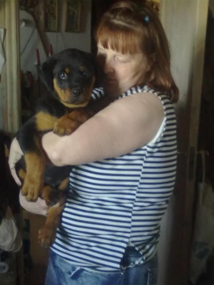 Rottweiler bamse - bamse er lige oppe og hygge ved min mor da han ikke var så stor billede 2