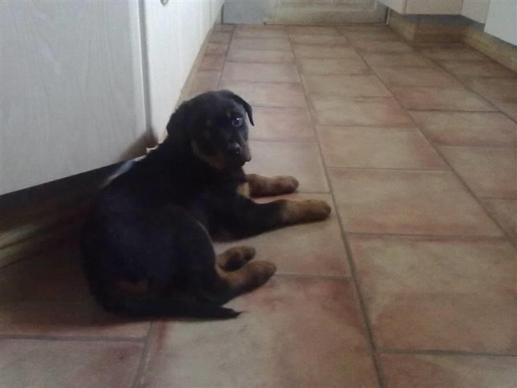 Rottweiler bamse - tager du billeder af mig? billede 3
