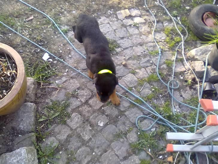 Rottweiler bamse - bamse på vej ud i haven billede 4