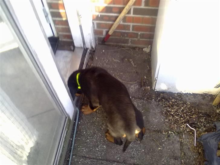 Rottweiler bamse - nu vil bamse ind igen efter en tur i haven med lidt leg billede 5