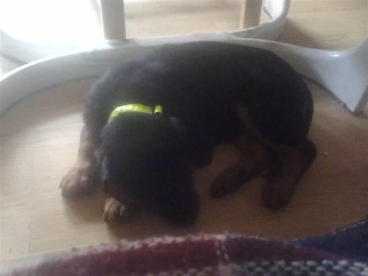 Rottweiler bamse - han er gået kold under bordet ;) billede 8