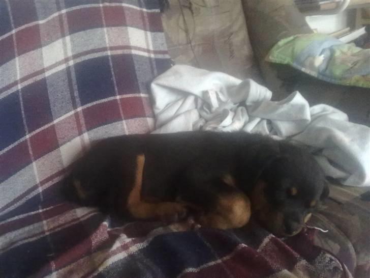 Rottweiler bamse - en sofa hund mere i familien nu :) skal da helst ikke ligge på gulvet billede 9