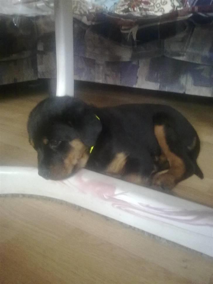 Rottweiler bamse - en underlig måde at ligge på men er han ikke bare kær?? årh billede 10