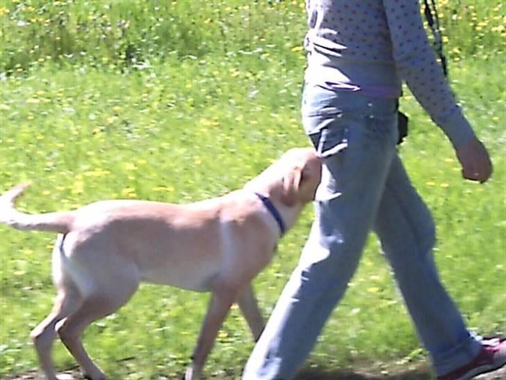 Labrador retriever muffi / spoti wallstreet - Også fra den anden side uden snor. billede 5