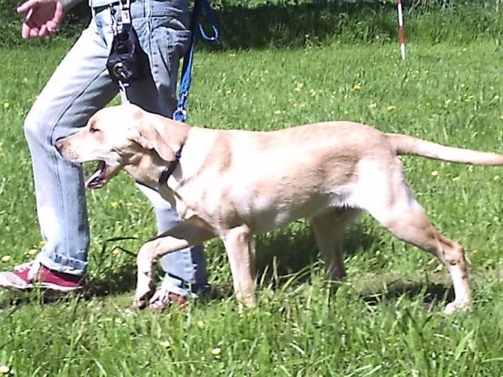 Labrador retriever muffi / spoti wallstreet - Jeg går da meget flot uden snor ik. billede 6