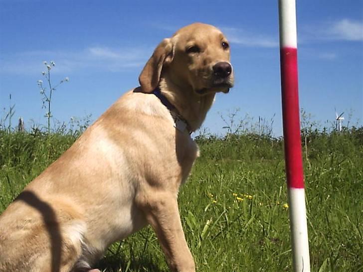 Labrador retriever muffi / spoti wallstreet - Far læg det kamerra . Jeg kan ikke koncentrere mig . billede 7