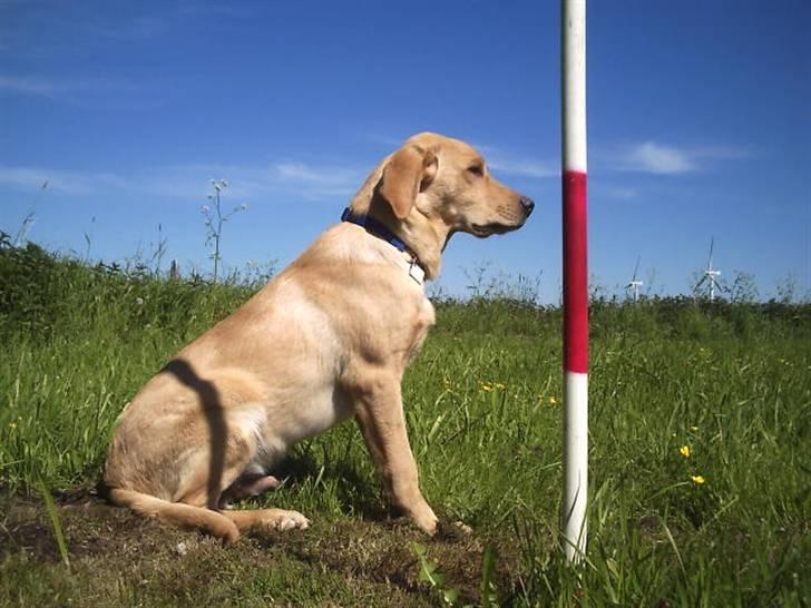 Labrador retriever muffi / spoti wallstreet - Kom nu med det indkald . fløjt nu . billede 8