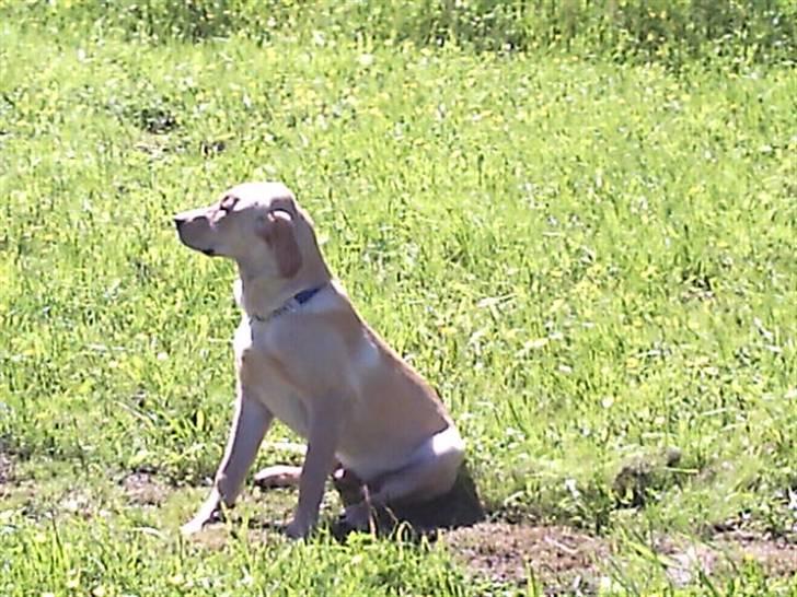 Labrador retriever muffi / spoti wallstreet - Mor skal vi træne eller hvad. billede 9