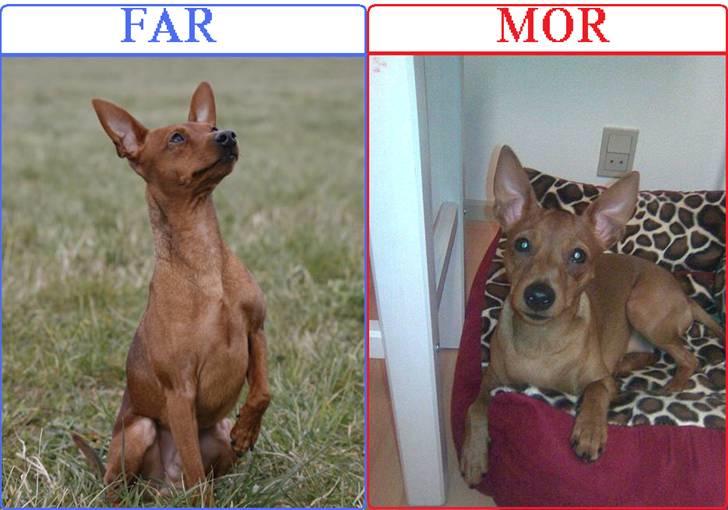 Dvaergpinscher Tito aka Ote mus - Tito´s forældre billede 20