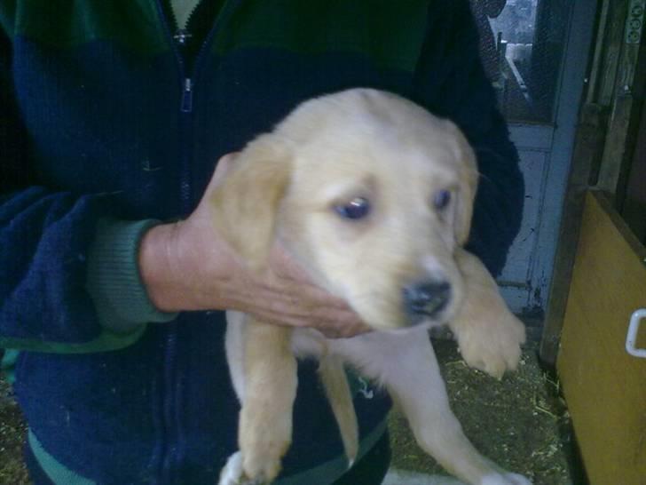 Labrador retriever odin billede 1