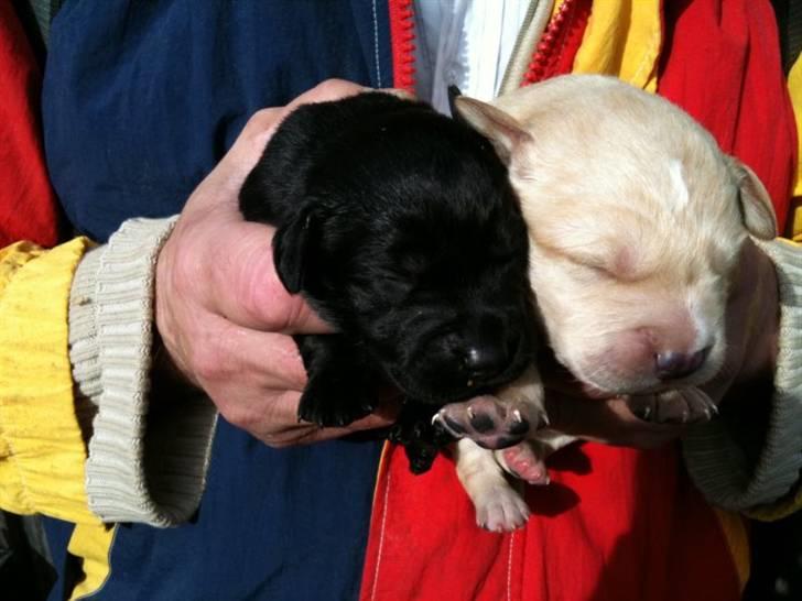 Labrador retriever odin billede 2