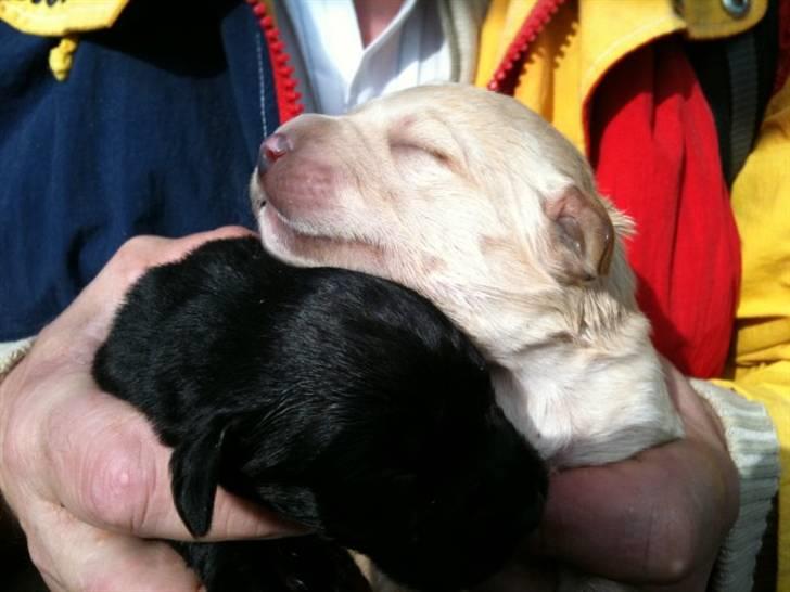 Labrador retriever odin billede 3