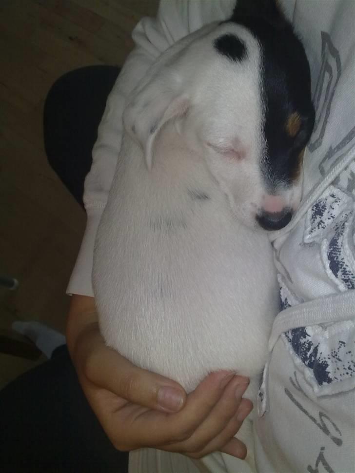 Blanding af racer Luna billede 1