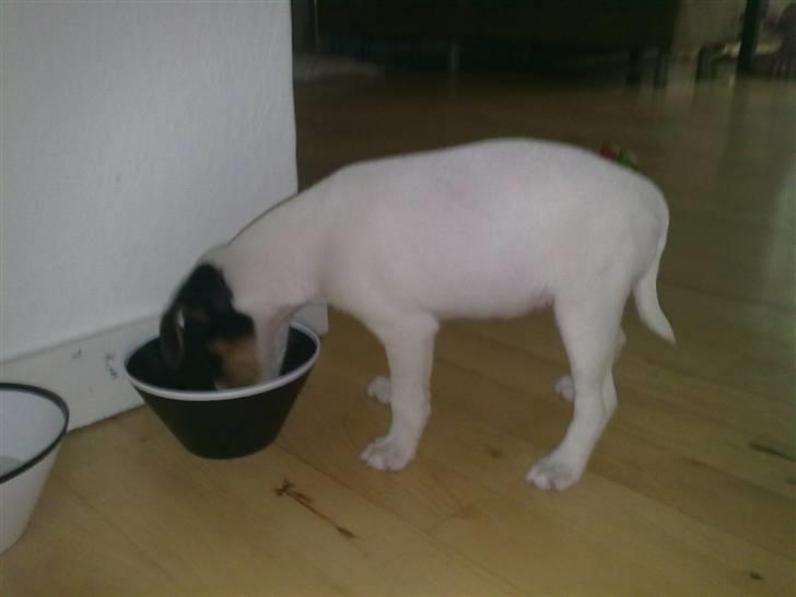 Blanding af racer Luna billede 2