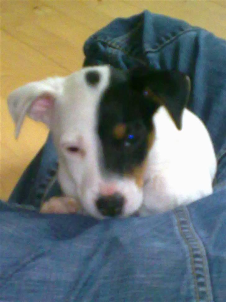 Blanding af racer Luna billede 3