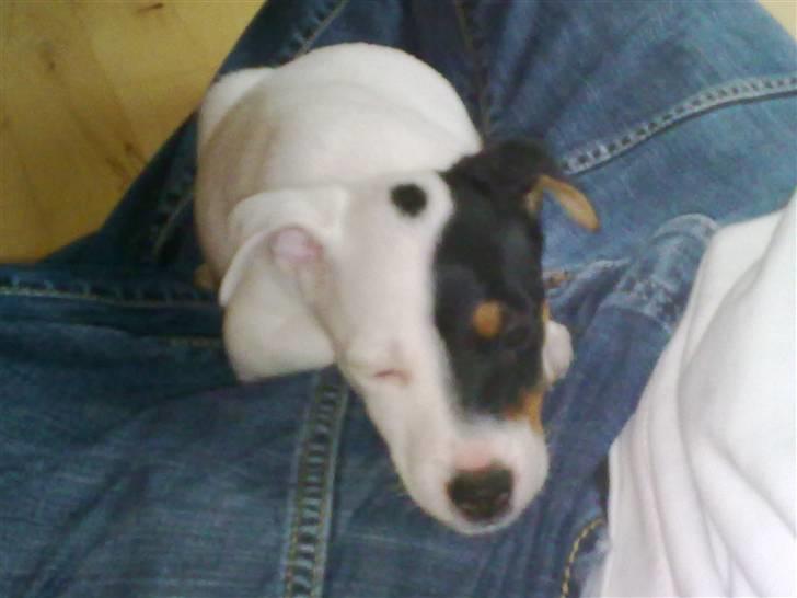 Blanding af racer Luna billede 4