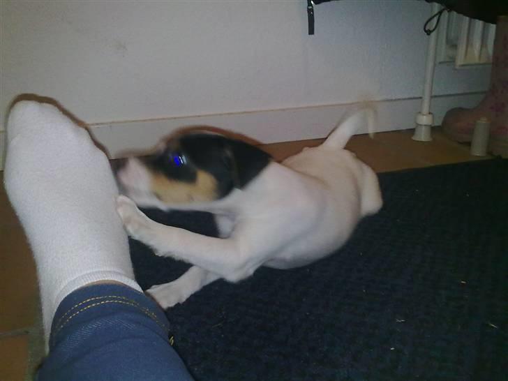 Blanding af racer Luna billede 5