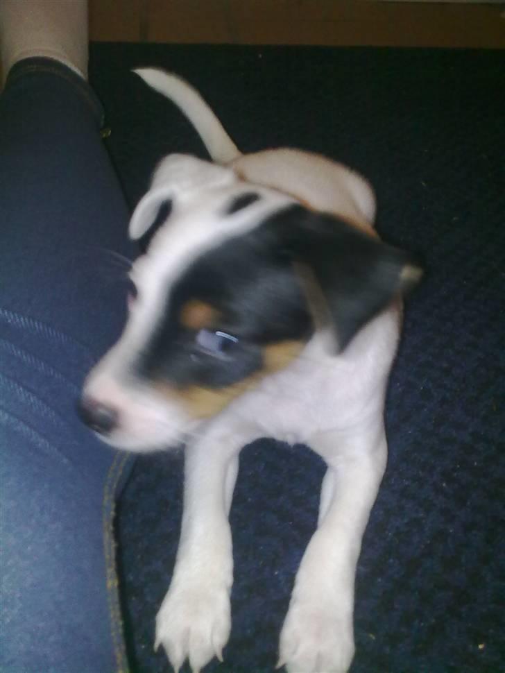 Blanding af racer Luna billede 6