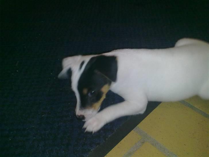 Blanding af racer Luna billede 7