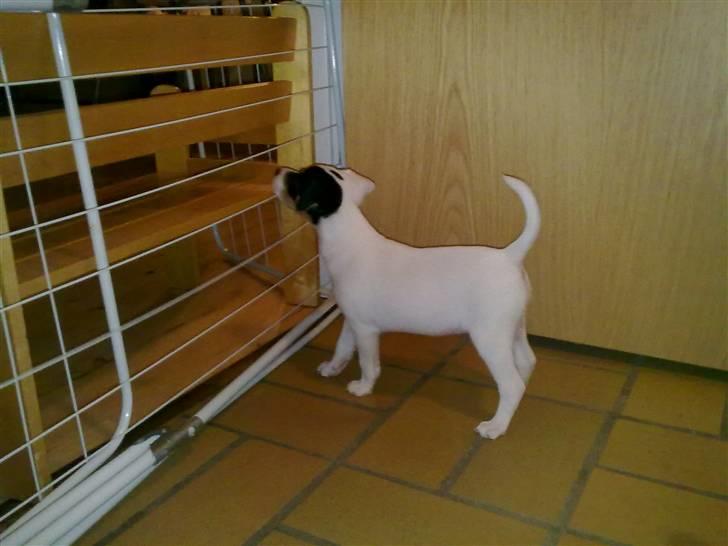 Blanding af racer Luna billede 8