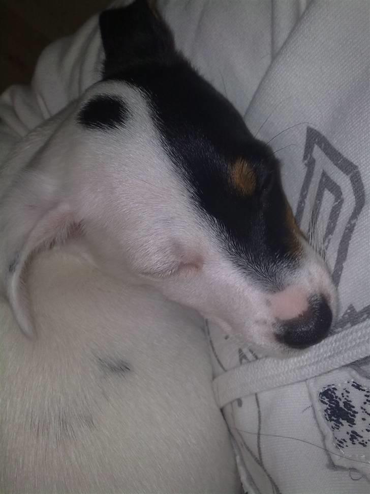 Blanding af racer Luna billede 9