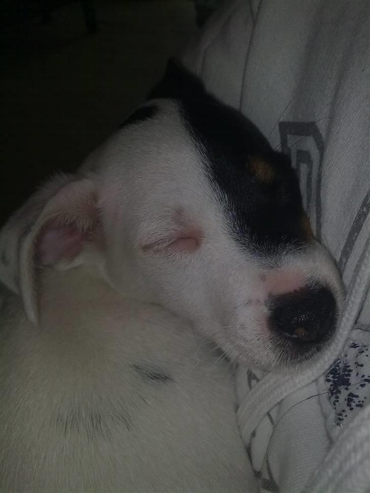 Blanding af racer Luna billede 10