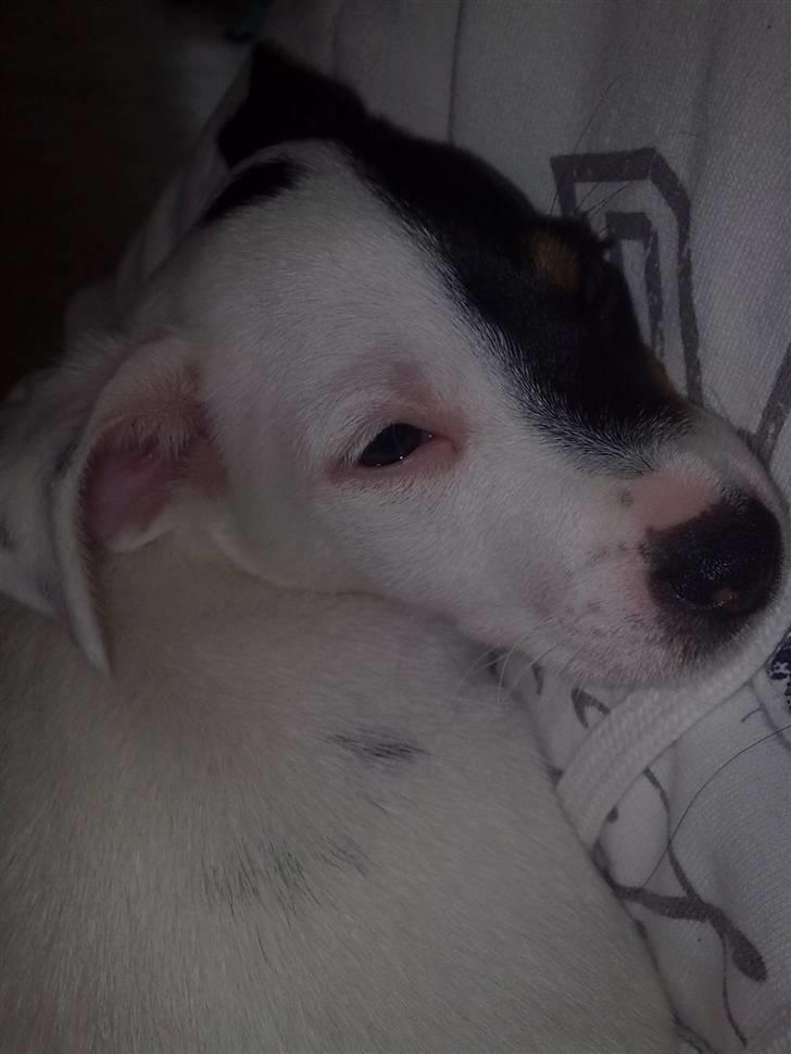 Blanding af racer Luna billede 11