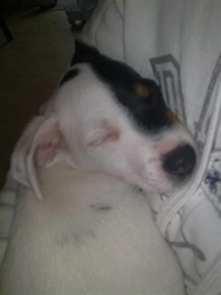 Blanding af racer Luna billede 12