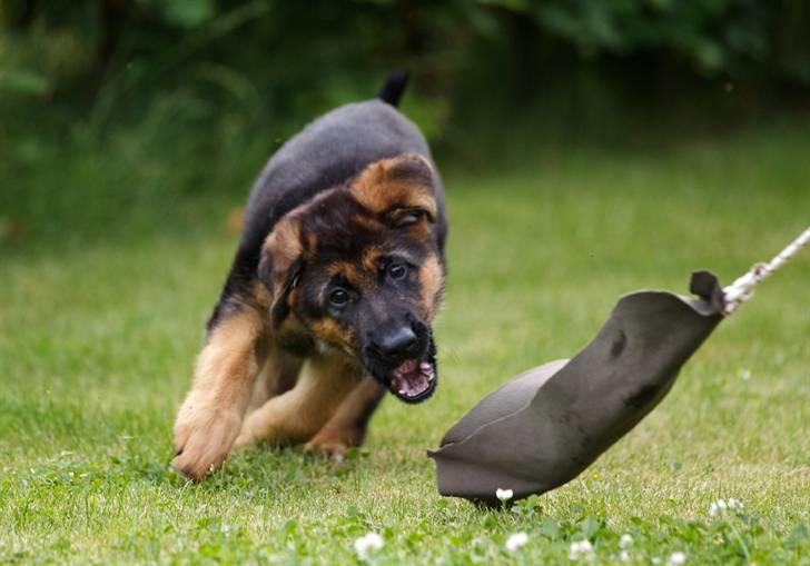 Schæferhund Soya - 8 uger billede 18