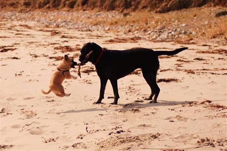 Blanding af racer Shorty - leg med mig billede 9