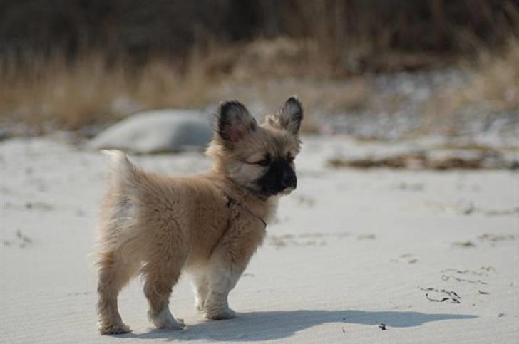 Blanding af racer Shorty billede 10