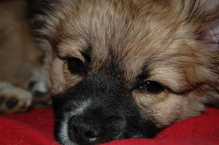 Blanding af racer Shorty - afslapning billede 11