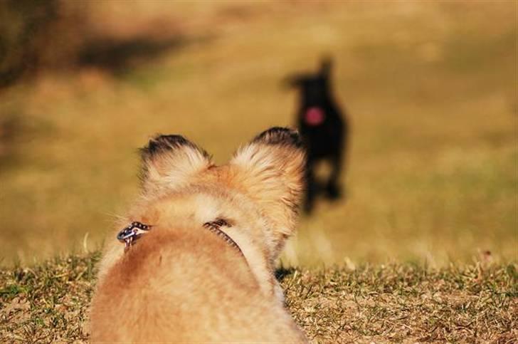 Blanding af racer Shorty - på vagt... tøsen kommer  billede 12