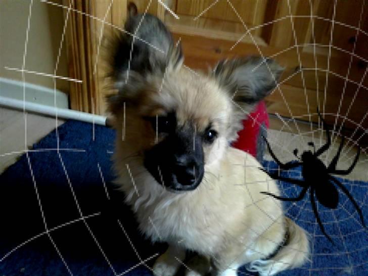 Blanding af racer Shorty billede 13