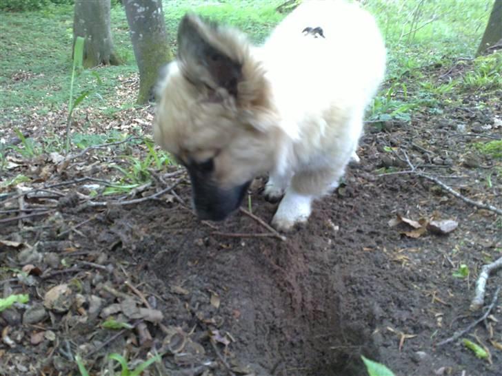 Blanding af racer Shorty - grave grave grave billede 14