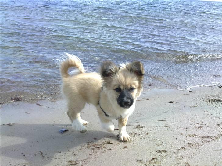 Blanding af racer Shorty billede 15