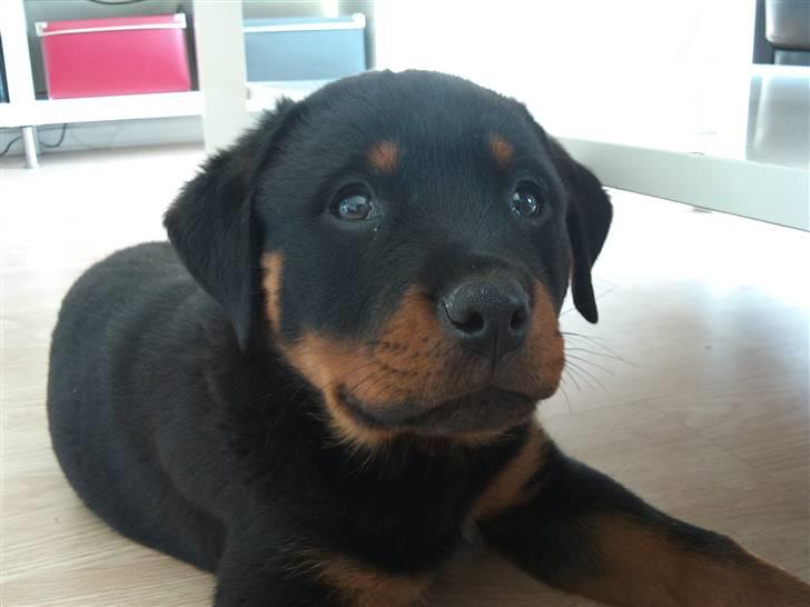 Rottweiler Kakestto's Fibie (05/05-10 - 03/09-14) billede 9