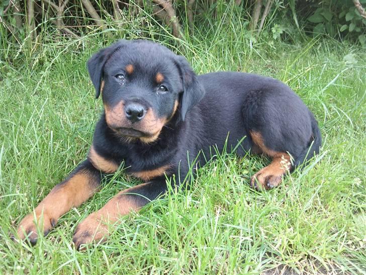 Rottweiler Kakestto's Fibie (05/05-10 - 03/09-14) - Smuksak! billede 10