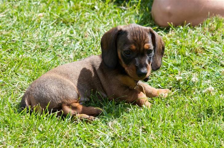 Gravhund Igor billede 7